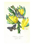 Finch on Bunch of Bananas