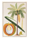 Buy Kelapa or Coconut Palm at AllPosters.com