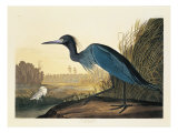 Blue Crane or Heron Plate 307