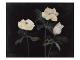 Midnight Anemones II