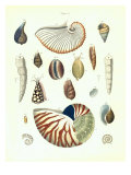 Plate 5