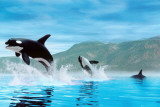 Buy Orca Whales at AllPosters.com