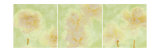 Buy Peony at AllPosters.com
