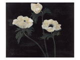 Midnight Anemones I