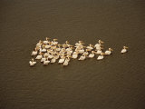 Buy Cluster of Pelicans Swimming at AllPosters.com