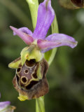 Buy Close-up of the Bug Orchid, Ophrys Scolopax, That Mimics an Insect at AllPosters.com