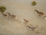 Buy Zebras Crossing Shallows at AllPosters.com