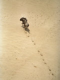 Buy Wildebeest Galloping at AllPosters.com