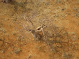 Buy Barren Baobab Tree in the Okavango Delta at AllPosters.com