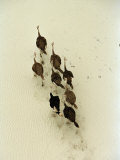 Buy Ostriches Crossing the Makgadikgadi Salt Pans at AllPosters.com