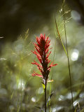 Indian Paintbrush and Grass