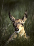 Buy Big Black Eyes of a Pronghorn Fawn are Quick to Spot Trouble at AllPosters.com
