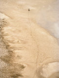 Buy Lone Wildebeest in an Open Expanse at AllPosters.com