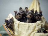 Portrait of Yorkshire Terrier Puppies Sitting in a Basket