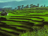Rice Terraces Near the Swayambhu'Nath Stupa