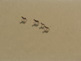 Buy Zebras and Shadows in the Makgadikgadi Salt Pans at AllPosters.com