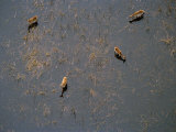 Buy Four Lechwe Grazing in the Waters of the Okavango Delta at AllPosters.com