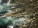 Buy Hundreds of Seals Alongthe Shoreline at Hout Bay at AllPosters.com