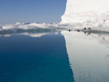 Buy Four Black Guillemots by Iceberg. Note Iceberg Underwater Texture at AllPosters.com