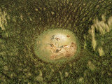 Buy Five Lechwe at Rest in a Clearing at AllPosters.com