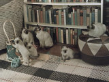 Buy Adult Siamese Cats Watch as their Young Play with Yarn at AllPosters.com