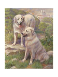 Kuvasz Dogs are Used as Watchdogs