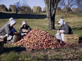 Mennonite Sisters Sitting in Orchard Prepare Apples for a Nearby Mill