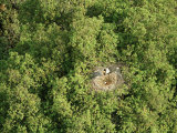 Buy Saddle Billed Stork on a Nest at AllPosters.com