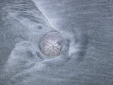 Buy Sand Dollar on a Beach, with Patterns of Gray Sand around It at AllPosters.com