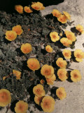 Buy State Flower, the Poppy, Grows in the Monterey Countryside at AllPosters.com
