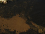 Buy Submerged Hippopotamuses in the Waters of the Okavango Delta at AllPosters.com