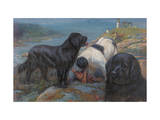 Newfoundland Dogs Rescue a Shipwreck Victim from Icy Waters