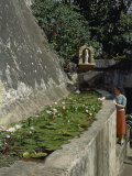 Buy Pond at San Juan's Casa Blanca Is Covered in Water Lilies at AllPosters.com