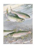 Painting of Pink Salmon at their Nest, with Typical Hump-Backed Male