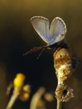 Common Grass Blue Butterfly Warming it