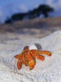 Buy Strawberry Land Hermit Crab Emerging from its Shell on a Sand Beach at AllPosters.com
