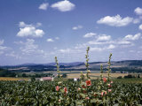 Scenic View Past Blooming Hollyhocks of York County Farmland