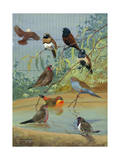 Various Birds Rest in a Birdbath and on Branches That Hang Above