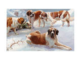 Saint Bernard Dogs Help to Save Half-Frozen War Refugee