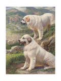 Two Great Pyrenees Dogs Guard a Flock of Sheep