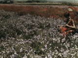 Buy Woman Sits in a Field Full of Flowers and Sweet Peas at AllPosters.com