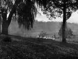 Buy Person Walks Along Side Ducks on the Maryland Countryside at AllPosters.com