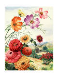 Cosmos, Zinnias, and Poinsettia Grow in Oaxaca, Mexico