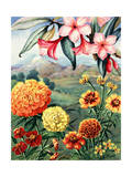 Portrait of Frangipani and Marigolds Native to Mexico