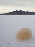 Tumbleweed Spinning over the Bonneville Salt Flats, Utah
