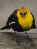 Buy Portrait of a Yellow-Headed Blackbird at AllPosters.com