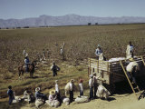 Mexican Cotton Pickers Work in the Fields