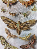 Buy Among Sphinx Moths the Giant Commands Attention for its Size at AllPosters.com
