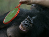 Buy Bonobo Looking in a Mirror at a Language Research Center at AllPosters.com