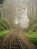 Train Tracks Found on the Forest Floor Bend around a Corner